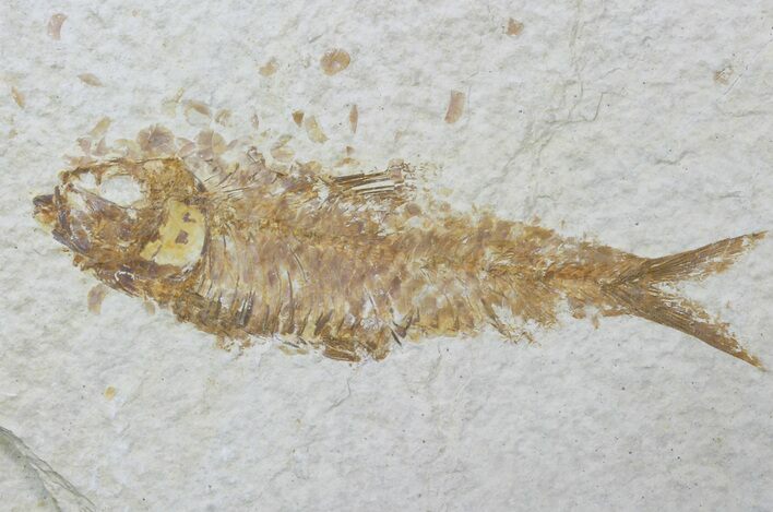 Bargain, Fossil Fish (Knightia) - Wyoming #88544